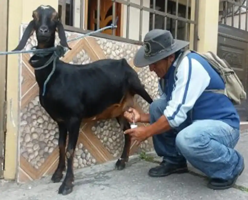 Beneficios de tomar la leche de chiva en Riobamba