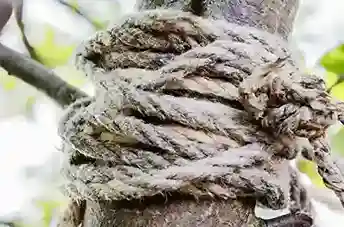 Un árbol y una soga fueron nuevamente protagonistas en un hecho trágico