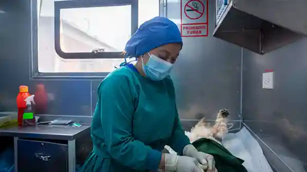 30 esterilizaciones de mascotas gratis se realizaron en el barrio San Antonio del Aeropuerto, de Riobamba. Ya van 100 en total