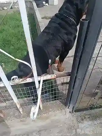 La mascota de la joven está entrenada, pero, al ver a una persona extraña no se podría controlar