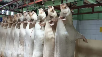 El Camal Municipal no atenderá en el feriado por Semana Santa.