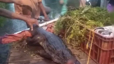 En Milagro se comen un lagarto que entró a su casa por las lluvias