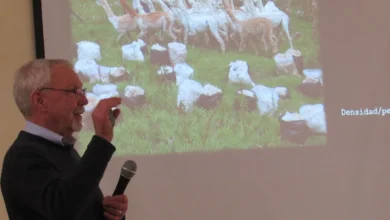 World Vision preserva el páramo con alpacas para cuidar el agua