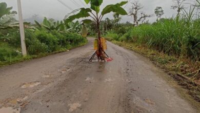 Vías de Caluma siembran plátanos como protesta