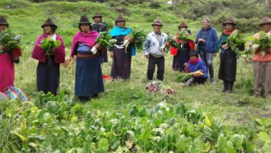 Feria Orgánica Enfrenta Competencia Desleal de Productos Químicos