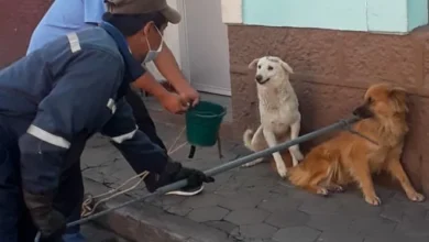 Rescata varios perros abandonados en Guaranda