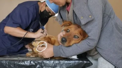 Esterilización en mascotas: la elección más responsable