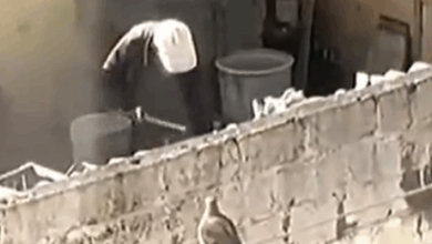 5 perros vivían encadenados y eran golpeados por su dueño