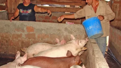 Crianza de cerdos en Guaranda: ¿éxito o fracaso?