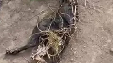 Perro comunitario fue quemado vivo en parroquia de Ambato