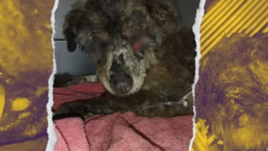 Mani, la perrita de 12 años quemada viva en Quito necesita ayuda