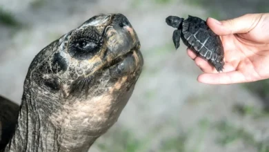 Tortuga gigante Galápagos fue papá por 1era vez a sus 135 años
