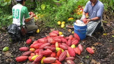 Trabajadores agrícolas en Bolívar sin afiliación al IESS