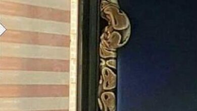 Hallan enorme boa en bodega de bus interprovincial en Zaruma