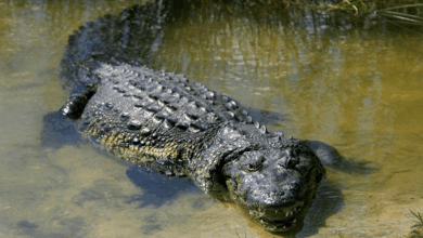 Mujer embarazada murió devorada por un cocodrilo en su casa