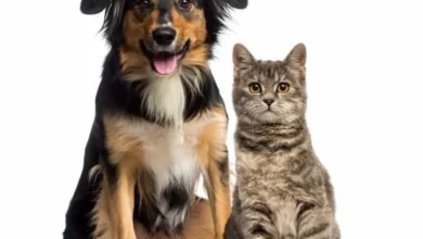 Esterilización gratuita para perros y gatos en Patate.