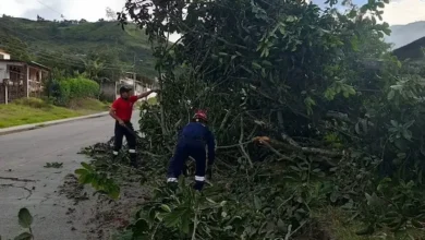 Fuertes vientos en Pallatanga arrancan árboles y techos de casas