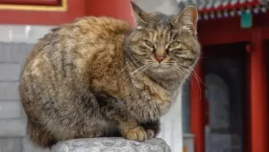 Viudo heredará su fortuna a quien cuide su gata cuando él muera.