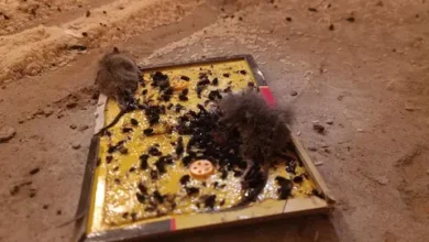 Arcsa cierra envasadora por infesta de ratas y excremento