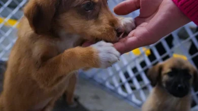 Hospital veterinario impulsa adopción de mascotas en Ambato.