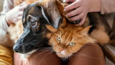 Perros o gatos: qué dice tu personalidad según la psicología