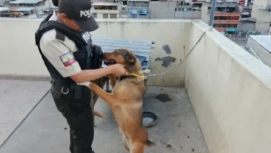 Quito: rescatan a Estrella, perrita encadenada con manguera de gas