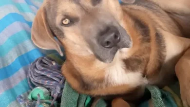 Perro acuchillado en un mercado de Riobamba