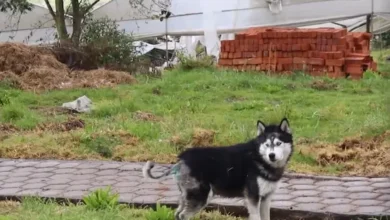 Perro salvajemente violado se recuperó y volvió a ser feliz
