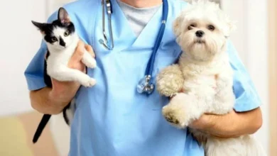 Campaña gratis de esterilización para perros y gatos en Ambato.