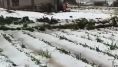 Granizada sorprende a Cayambe y genera daños en sembríos