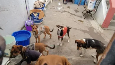 Casa arrendada convertida en albergue de perros en Guano