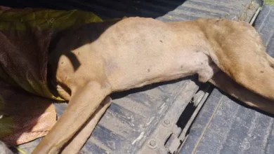 Denuncian envenenamiento de 4 perros en el Barrio Espíritu Santo