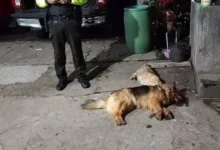 7 perros envenenados durante intento de robo en Pelileo.