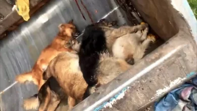 Más de 30 perros fueron envenenados en un barrio de Riobamba