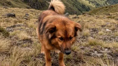 Jachi el ángel de 4 patas que cuido a Lucas, el niño perdido en el Puñay