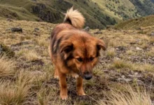 Hachi el perro héroe del Cerro Puñay, necesita ayuda