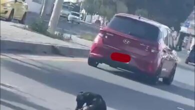 Así puedes denunciar el maltrato animal en Riobamba