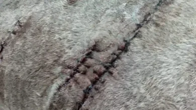 Pitbull ataca brutalmente a mascota por la Politécnica