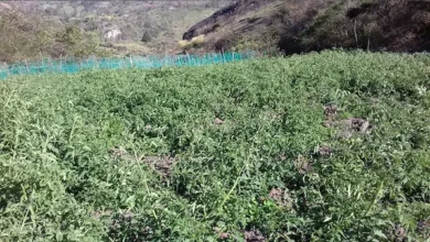 Video | Heladas en Chimborazo por bajas temperaturas
