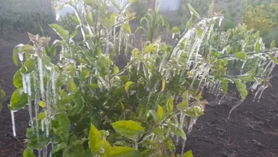 Heladas afectan los sembríos en la provincia de Chimborazo