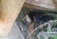 Envenenaron a 4 perros en Riobamba: Dueña pide justicia