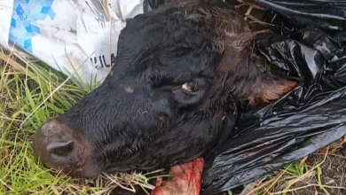 4 vacas robadas fueron faenadas y arrojadas en Guano