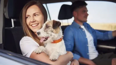 Conozca cómo evitar multas de tránsito en Ecuador por llevar mascotas en el auto