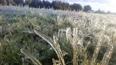 Daños en las cosechas encarecerían la vida en Ecuador en 2026