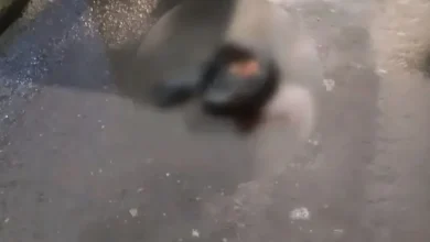 Hallan cabeza humana cerca a la Terminal de Puyo