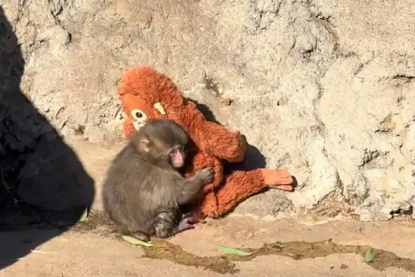 Punch el mono que encontró un peluche de orangután tras ser abandonado