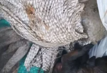 6 perros cachorros encontrados muertos en Guano