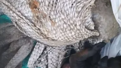 6 perros cachorros encontrados muertos en Guano