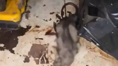 Arcsa clausura pizzería por ratas y cucarachas en Guayaquil