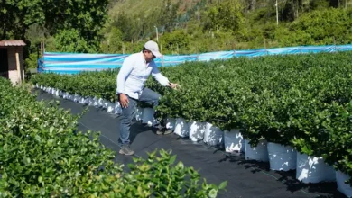 Empresa de Riobamba apuesta por huertas de arándanos
